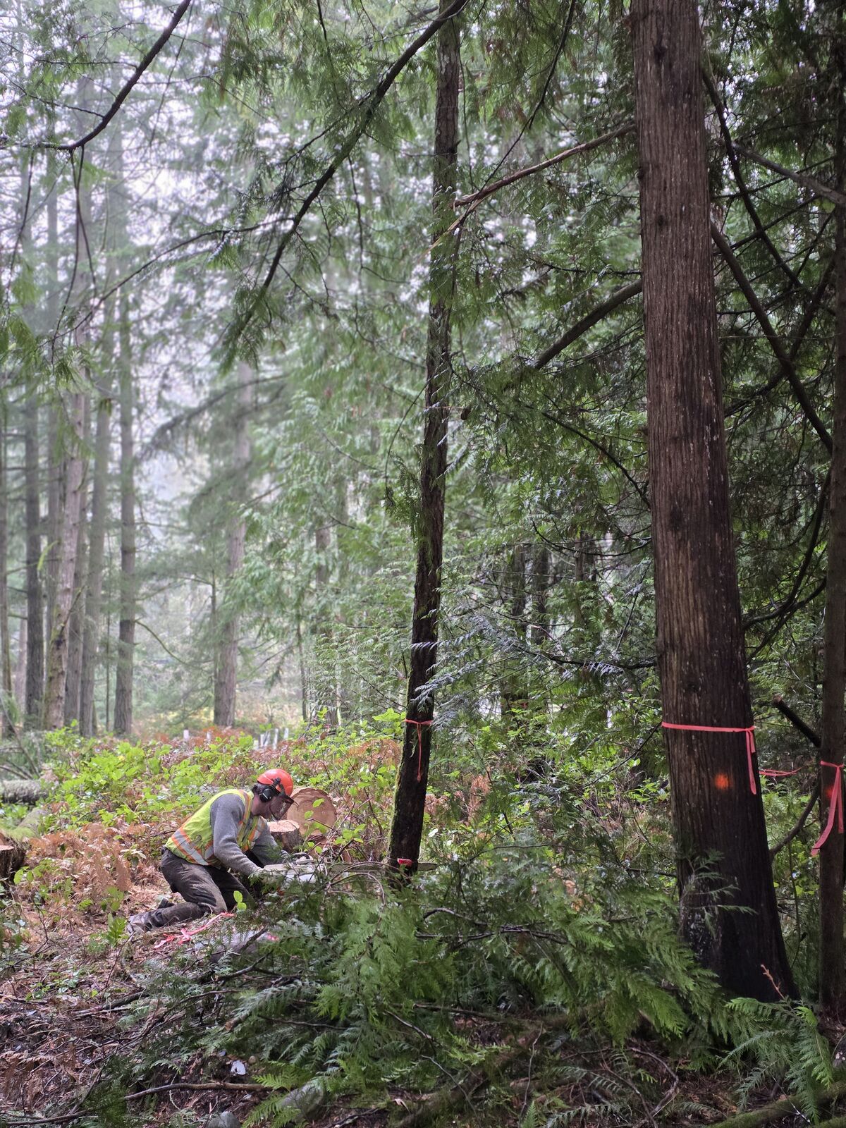 Land clearing and excavation at the Cobble Hill house and lot development — photo 1