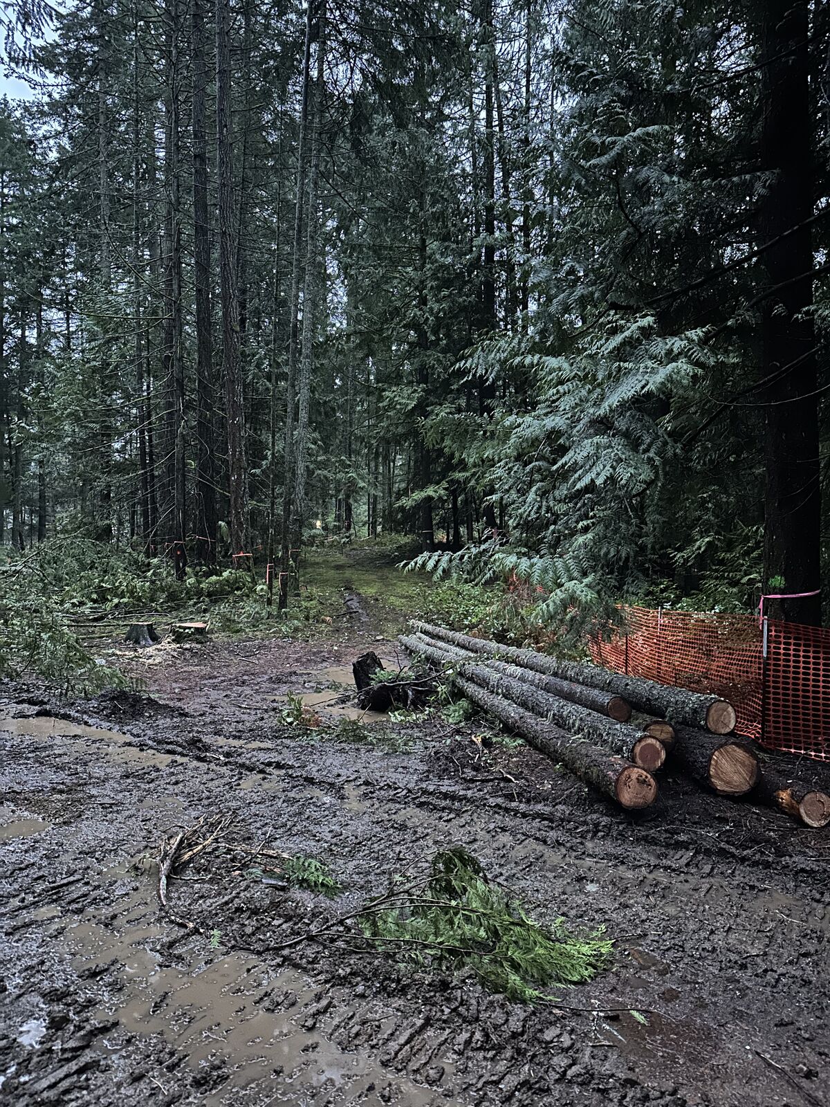 Land clearing and excavation at the Cobble Hill house and lot development — photo 9