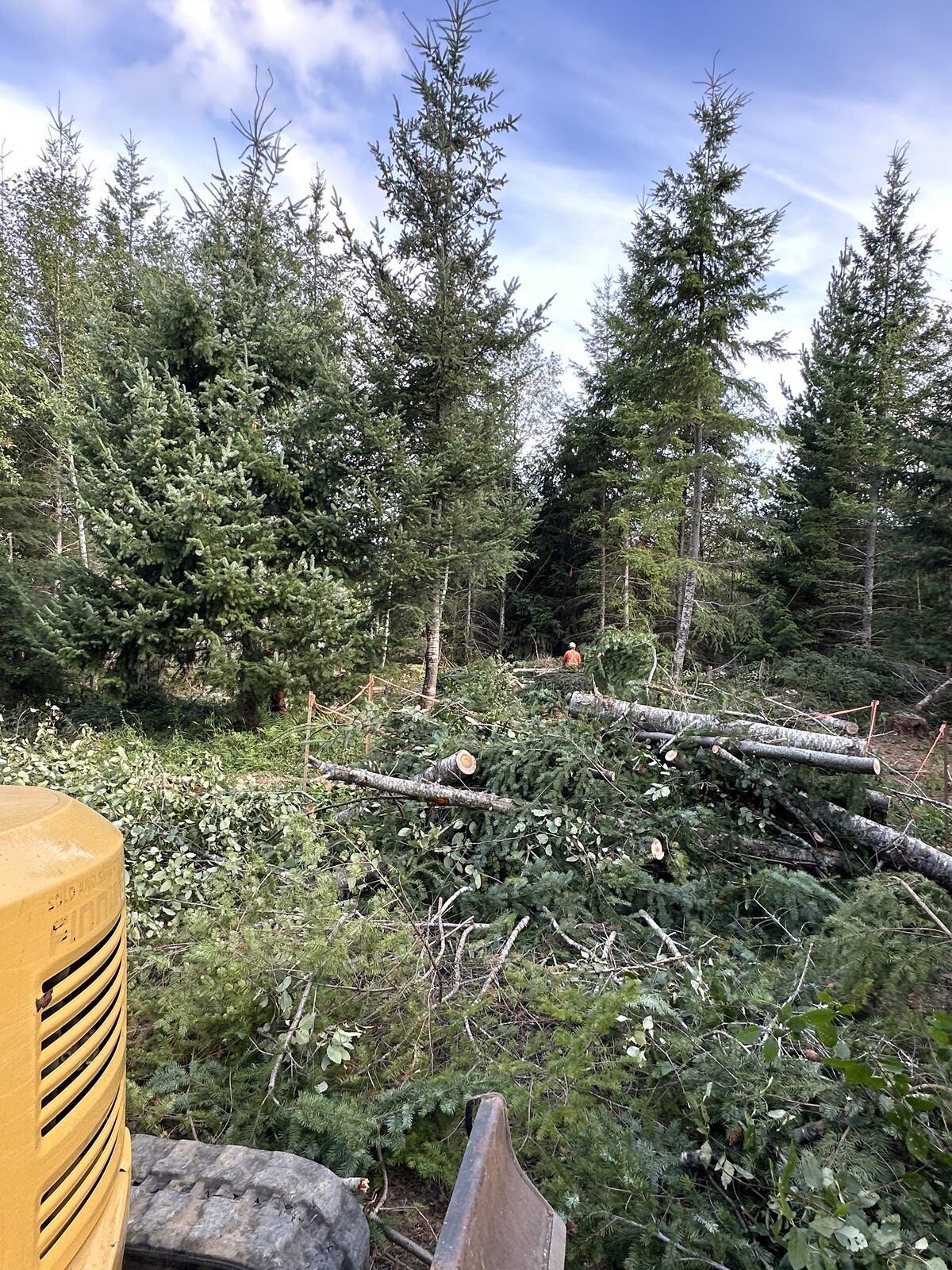 Trees and brush during land clearing in West Shawnigan
